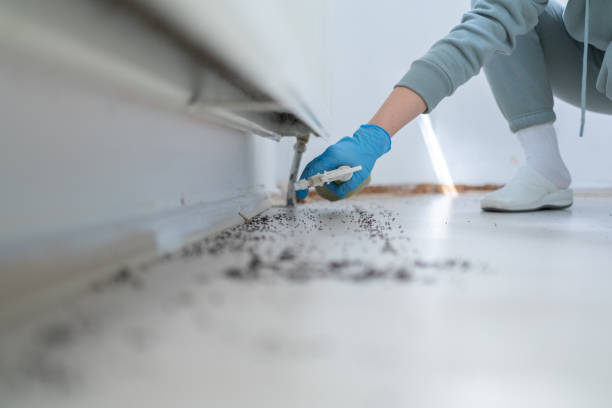 Best Pest Control for Homes  in North Alamo, TX